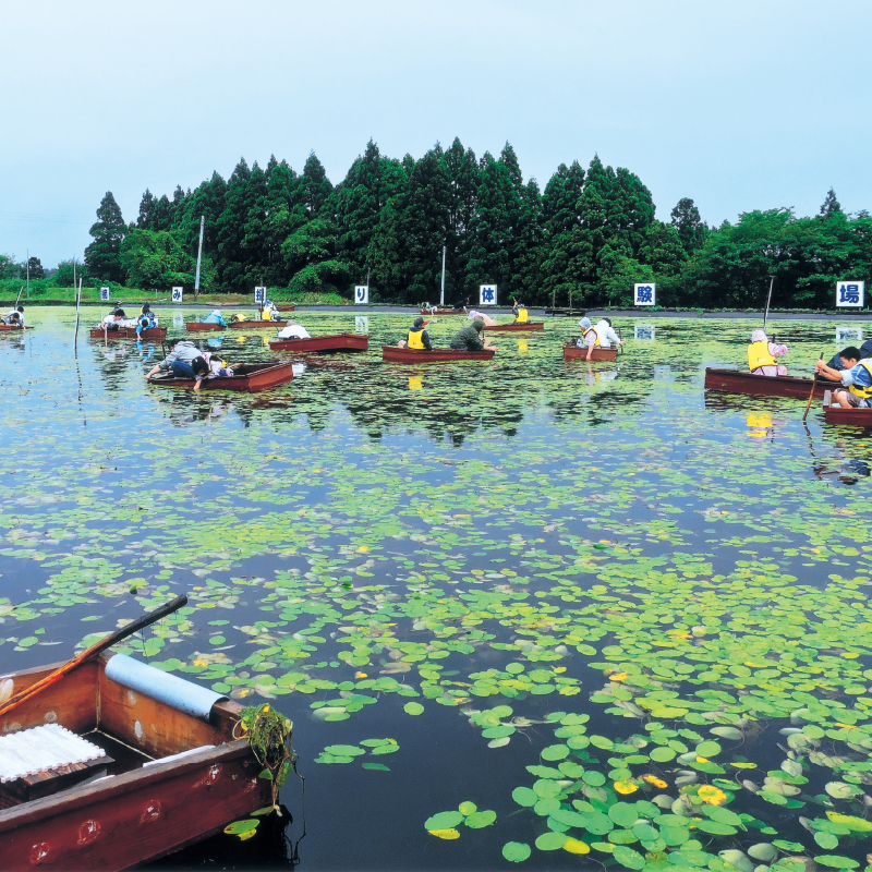 水深50～60cmほどの沼に小舟を浮かべ、昔ながらの手摘みによる「じゅんさい」の収穫を体験できます。